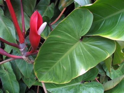 Philodendron panduri